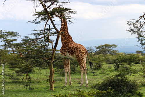 beautiful giraffe eating into the wild savanna