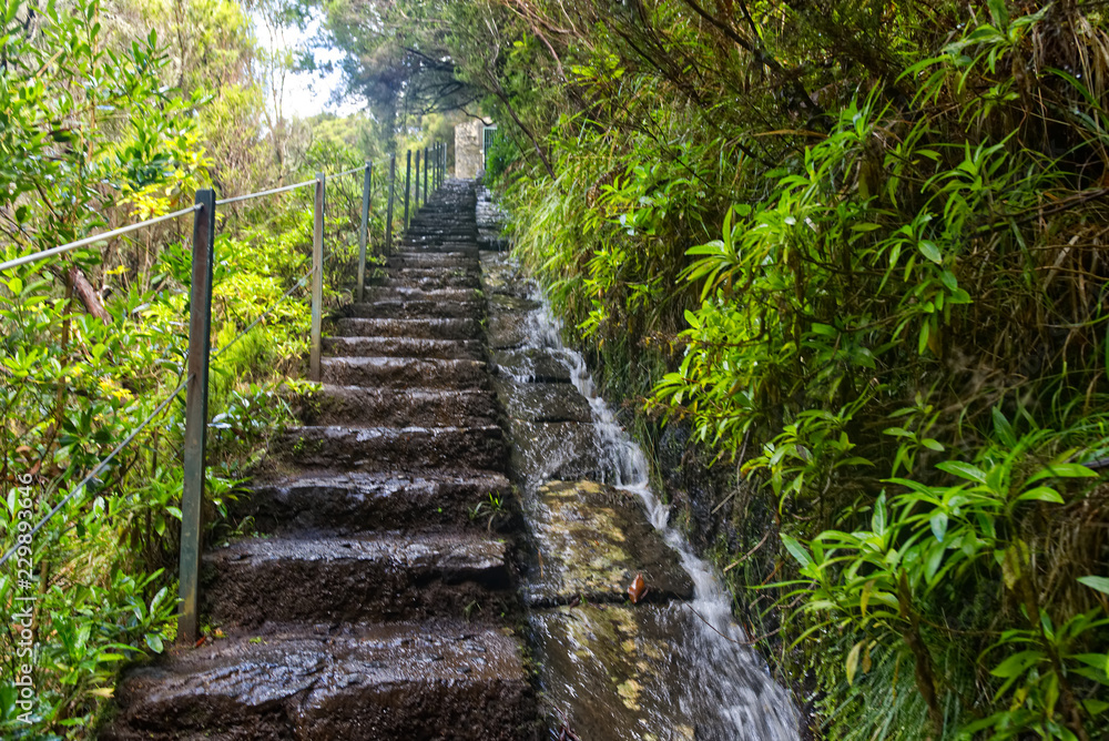 madeira walking way levada madeira walking way levada