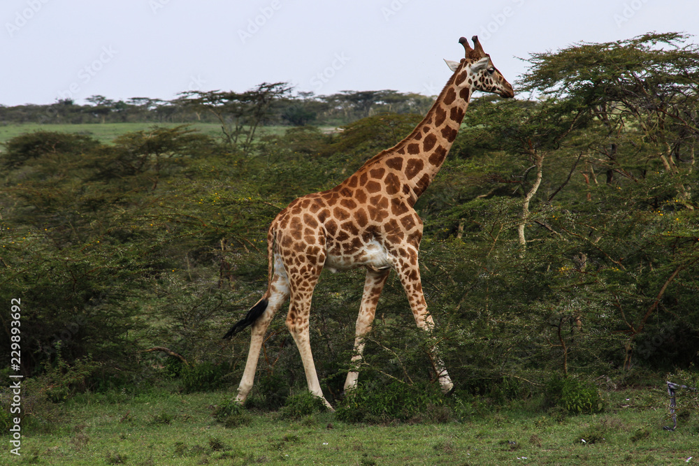 beautiful giraffe walking into the wild savanna beautiful giraffe walking into the wild savanna