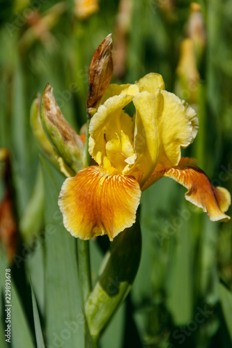 Fototapeta Naklejka Na Ścianę i Meble -  Beautiful iris flower on flowerbed in garden