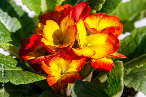 Close-up of the yellow-red primula acaulis flowers © olyasolodenko