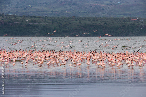 flamingos in a lake and rift valley landscape 