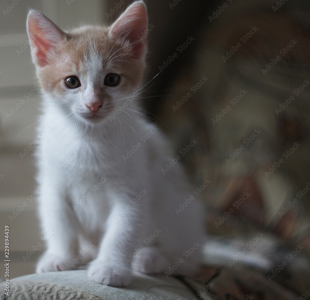 The kitten is white with red spots. Portrait of a little pet. The kitten is white with red spots. Portrait of a little pet.