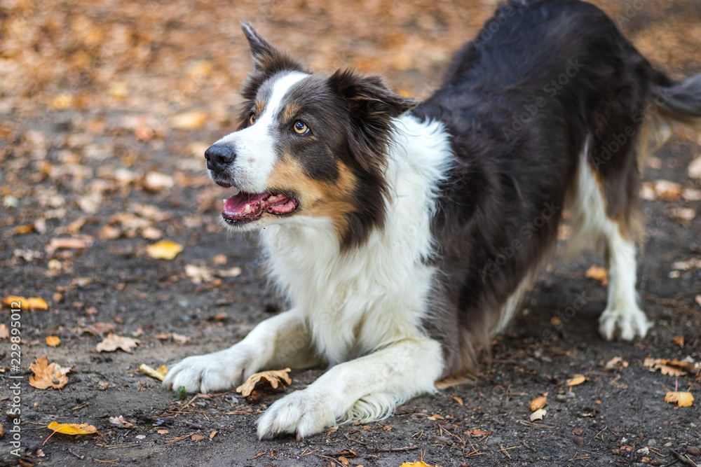Border Collie in forest