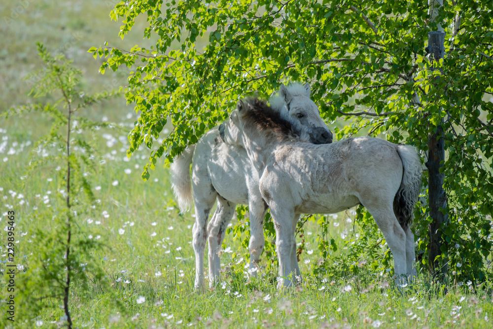 Fototapeta premium The horses of the Yakut breed (in Yakut - sylgy or Sakha Ata) live outdoors all year round in the extreme conditions of the north. The breeding area of the breed includes the Republic of Sakha (Yakuti