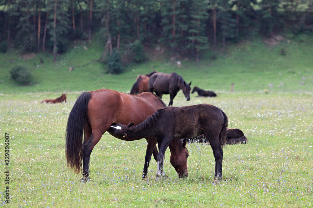 Alpine pasture in the forest for horses.