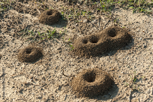perfect anthill made of soil