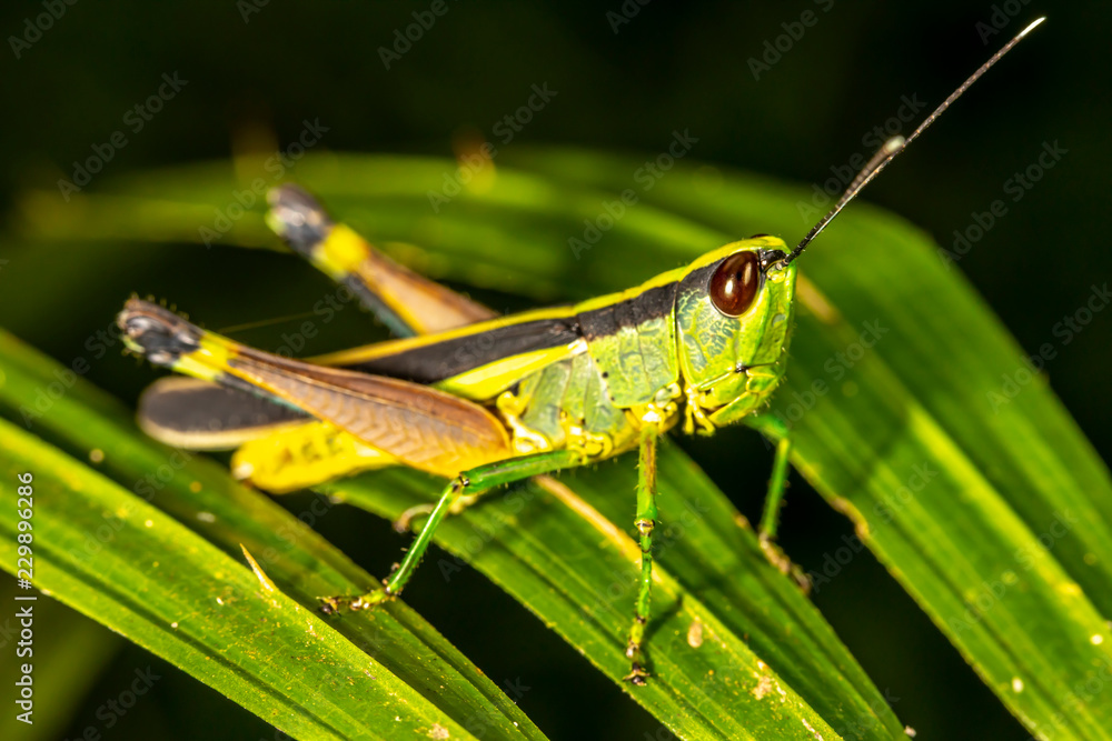 Grasshopper Grasshopper