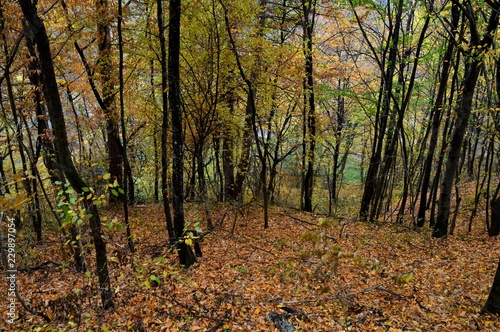 autumn landscape in the forest © oljasimovic