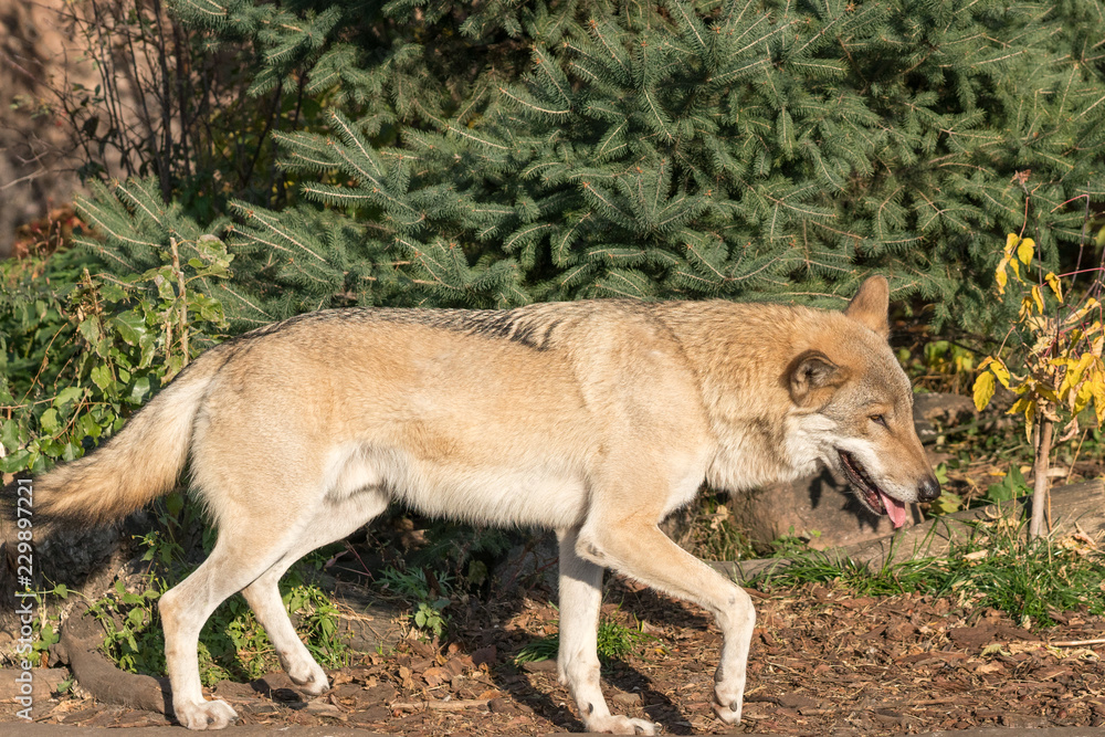 Red-haired wolf runs in the autumn forest on a sunny day Red-haired wolf runs in the autumn forest on a sunny day