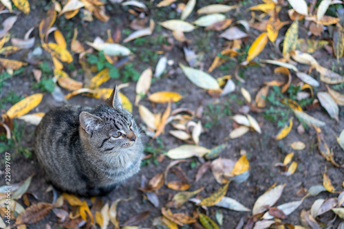 gray cat sits on the ground covered with yellow autumn leaves.