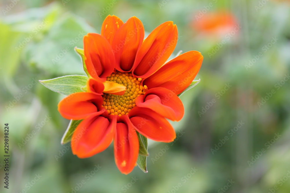 orange orange hydrangea on pale green isolated background orange orange hydrangea on pale green isolated background