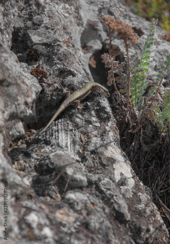 lizard sitting on rock