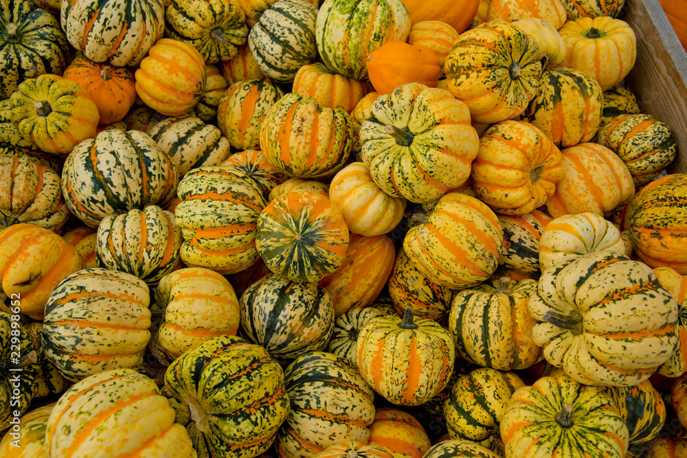 Tiger mini pumpkins in the market place. Background of pumpkins.