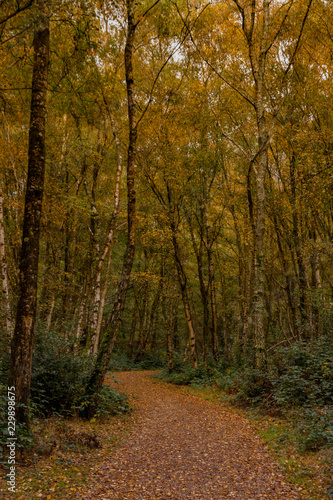 Southwood Woodland pathway © Mark