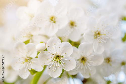 Blossoming of cherry flowers in spring time, natural seasonal floral background. Macro image
