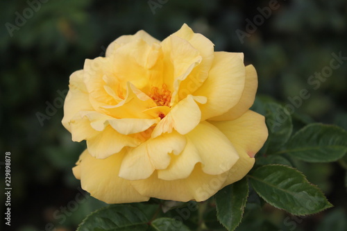  Amazing rose of delicate yellow color is surrounded by beautiful leaves on an isolated black background.