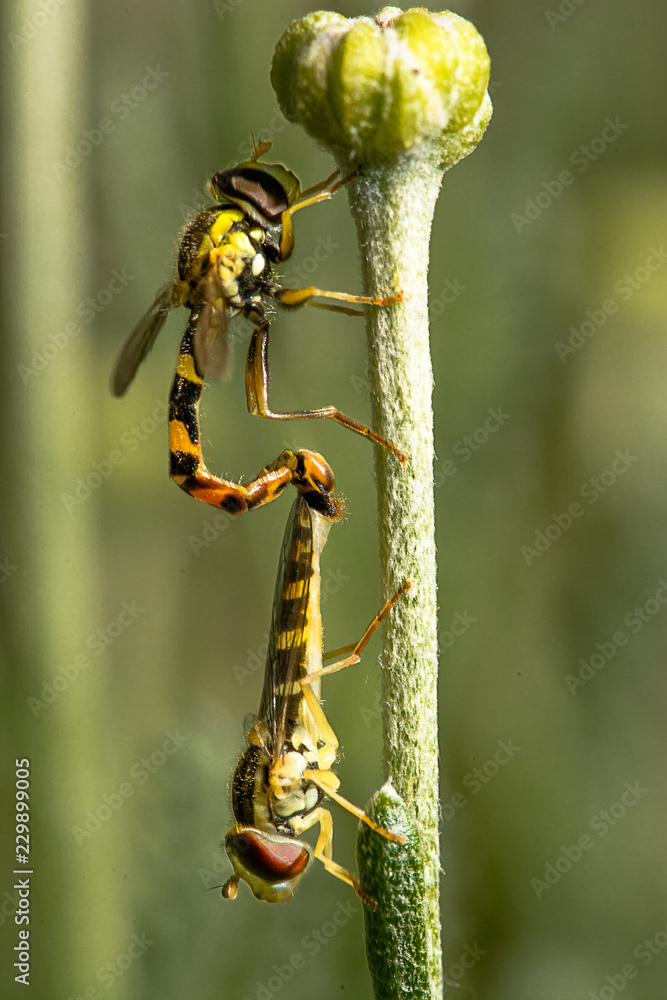 Two hoverflies in mating on a flower stalk