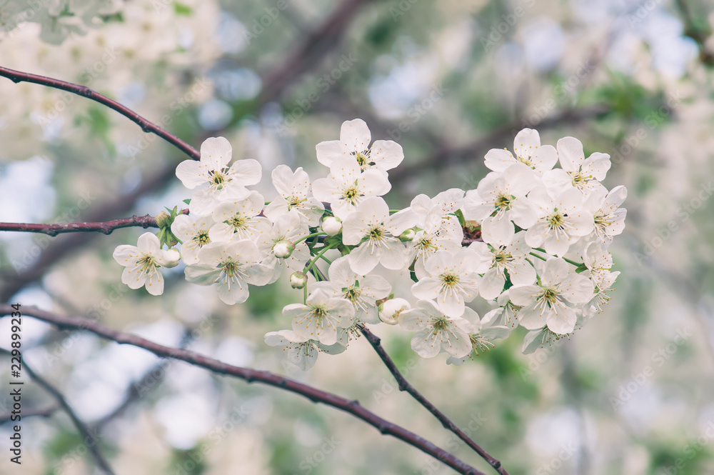 Blossoming of cherry flowers in spring time with green leaves and copyspace, macro Blossoming of cherry flowers in spring time with green leaves and copyspace, macro