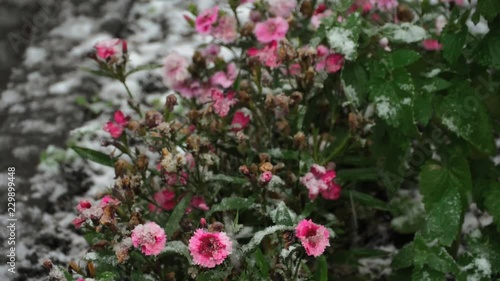 Wallpaper Mural Blossom carnations over snow Torontodigital.ca
