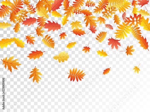 Oak, maple, wild ash rowan leaves vector, autumn foliage on transparent background.