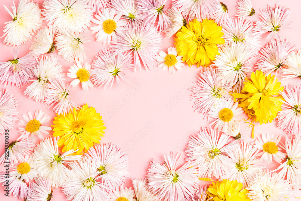 Obraz Rama z białych astry kwiaty na różowym tle z miejsca na kopię.