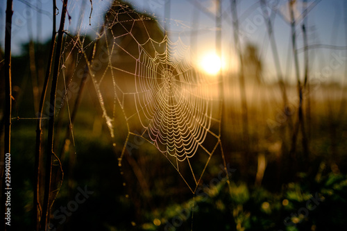 spider web closeup at sunrise