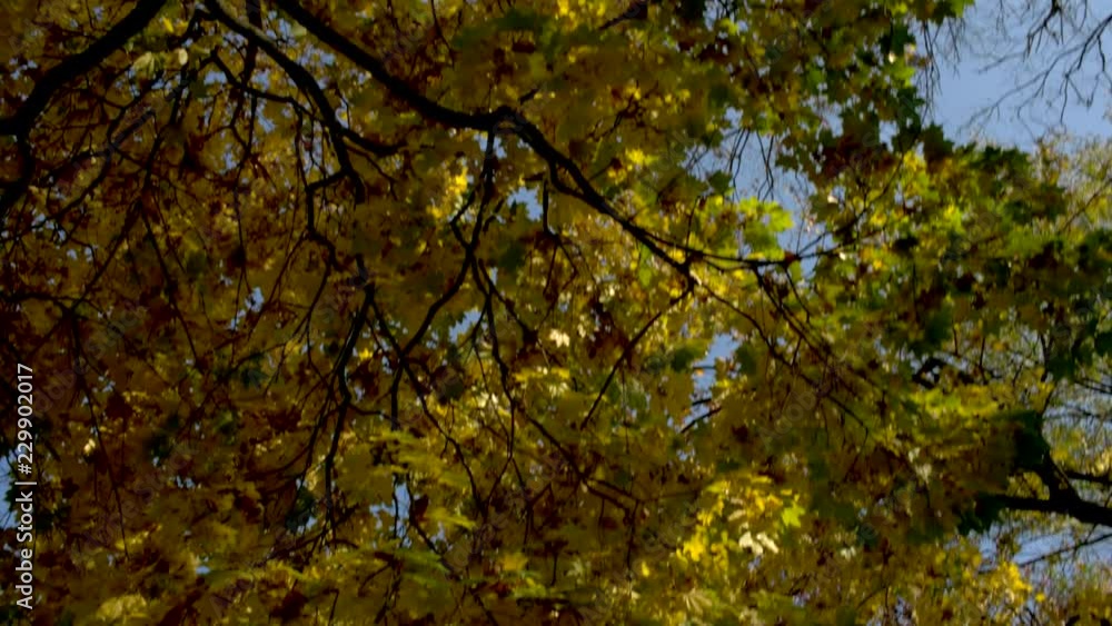 Falling leaves in park, top of trees on blue skies Falling leaves in park, top of trees on blue skies