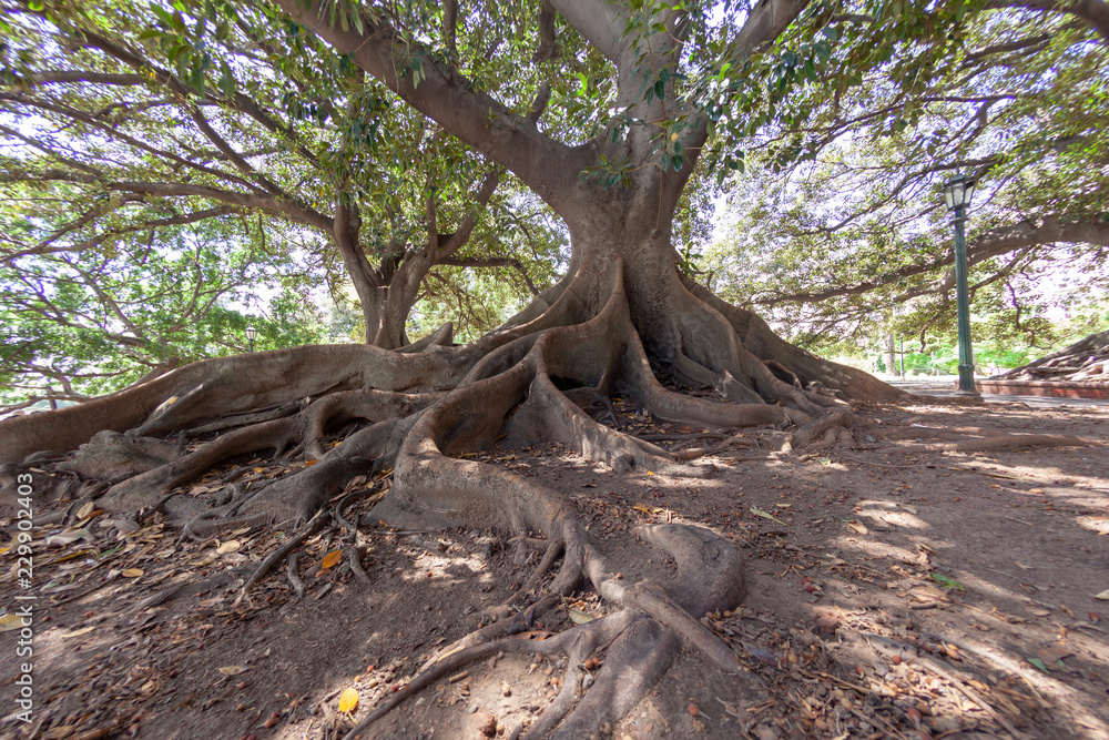 Ombu tree in a Buenos Aires Park Argentina Ombu tree in a Buenos Aires Park Argentina