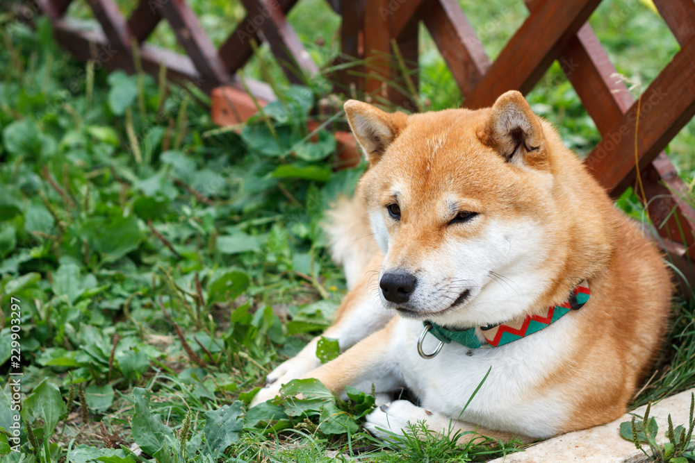 Japanese dog of Shiba Inu breed lying on the green grass on a sunny summer day. Japanese Small Size Dog Shiba Ken rest on grass