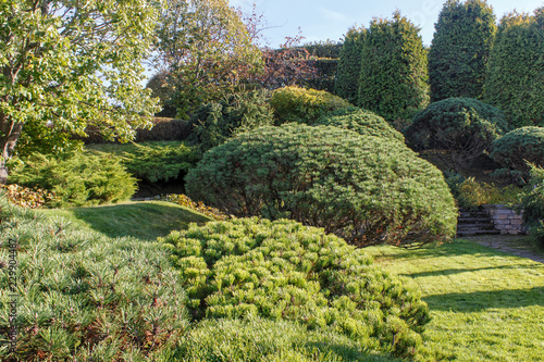 Cottage garden with green lawn, trees and trimmed bushes.