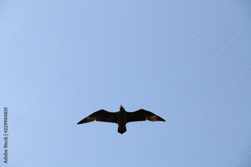 Obraz premium Bird - Shetland