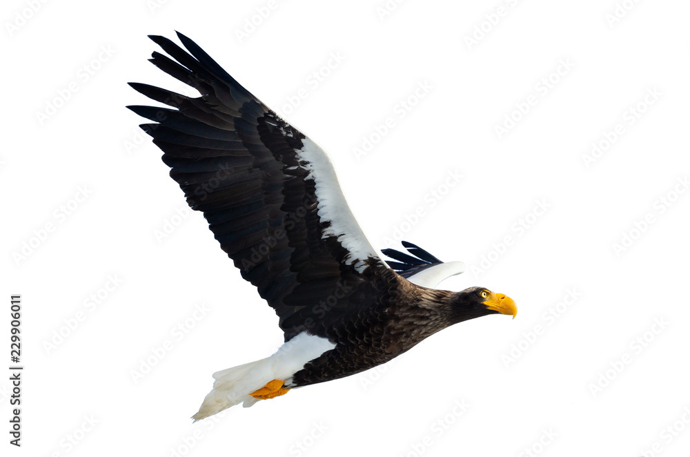 Adult Steller's sea eagle in flight. Scientific name: Haliaeetus pelagicus. Isolated on white background. Adult Steller's sea eagle in flight. Scientific name: Haliaeetus pelagicus. Isolated on white background.