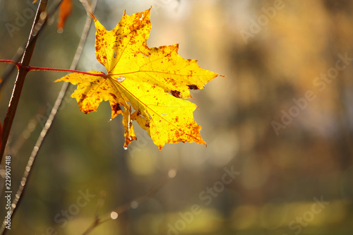 On a thin branch, the last yellow maple leaf is shaking in the wind. The concept of sadness, loneliness, leaving. Season change.