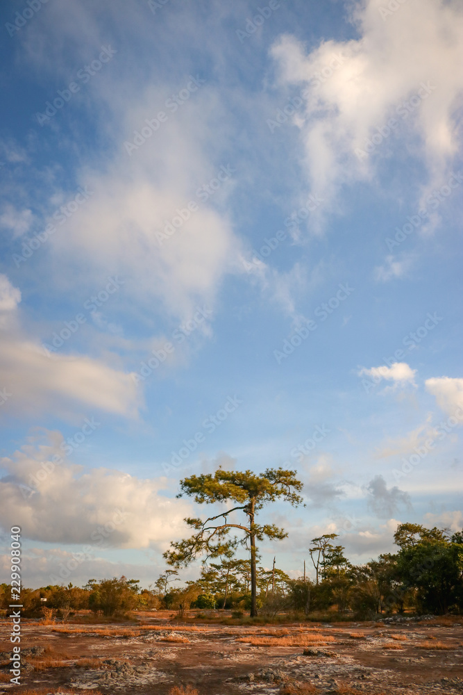 Obraz premium Tree in the forest,nature,view,landscape,sky,cloud,stone