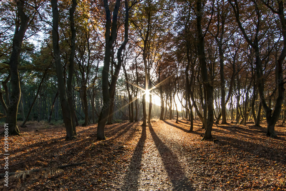 küstenwald küstenwald