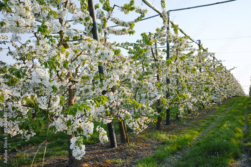 Cherry tree blossom, spring season in fruit orchards in Haspengouw agricultural region in Belgium, landscape Cherry tree blossom, spring season in fruit orchards in Haspengouw agricultural region in Belgium, landscape