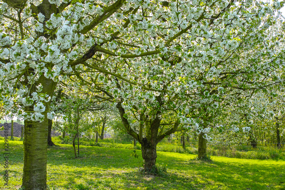 Cherry tree blossom, spring season in fruit orchards in Haspengouw agricultural region in Belgium, landscape Cherry tree blossom, spring season in fruit orchards in Haspengouw agricultural region in Belgium, landscape