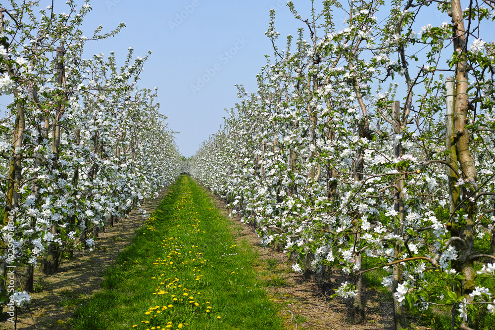 Apple tree blossom, spring season in fruit orchards in Haspengouw agricultural region in Belgium, landscape