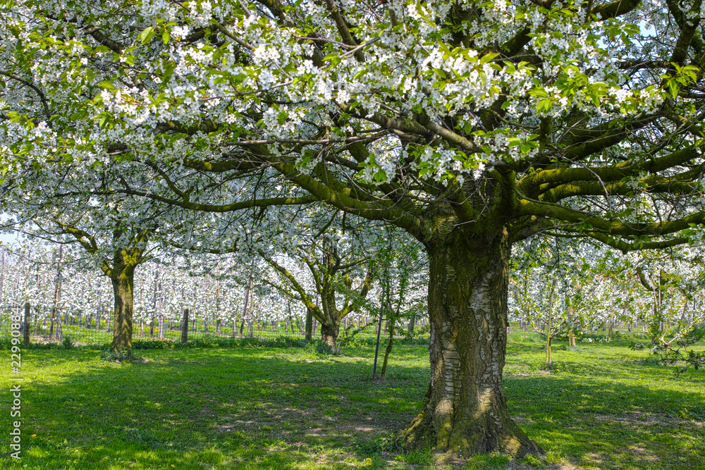 Cherry tree blossom, spring season in fruit orchards in Haspengouw agricultural region in Belgium, landscape Cherry tree blossom, spring season in fruit orchards in Haspengouw agricultural region in Belgium, landscape