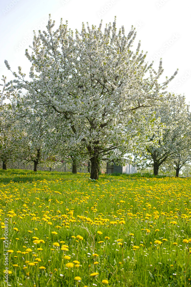 field with dandelions and cherry tree blossom, spring season in fruit orchards in Haspengouw agricultural region in Belgium, landscape field with dandelions and cherry tree blossom, spring season in fruit orchards in Haspengouw agricultural region in Belgium, landscape
