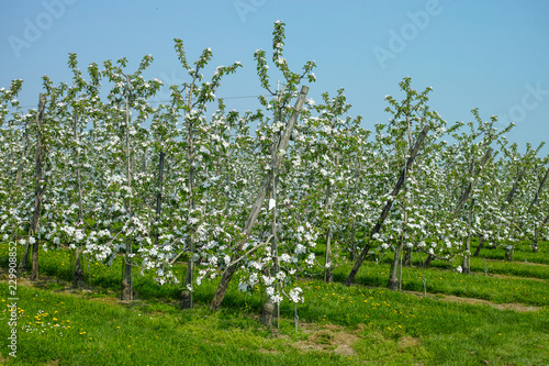 Apple tree blossom  spring season in fruit orchards in Haspengouw agricultural region in Belgium  landscape