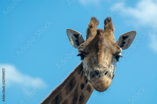 Portrait of funny looking giraffe animal only head and neck close up with blue sky background