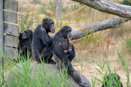 Black chimpanzees monkey leaving in safari park close up © barmalini