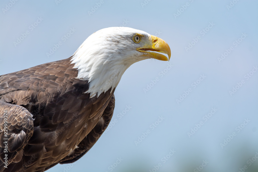National animal of USA white-tailed big American bald eagle bird close up copy space National animal of USA white-tailed big American bald eagle bird close up copy space