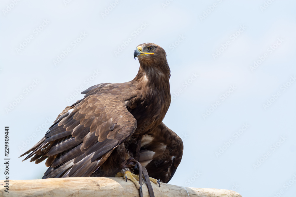 Fototapeta premium Golden eagle, Aquila chrysaetos, one of the best-known&nbsp;large birds of prey&nbsp;in the&nbsp;Northern Hemisphere