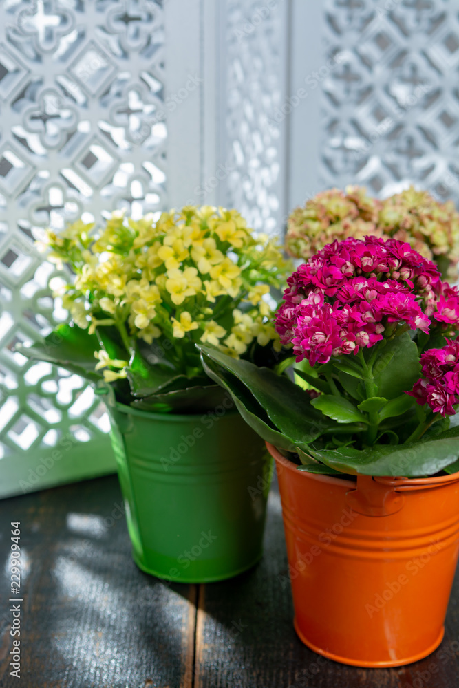 Medical plant kalanchoe, colorful blossoming flowers in small buckets close up