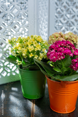 Medical plant kalanchoe  colorful blossoming flowers in small buckets close up