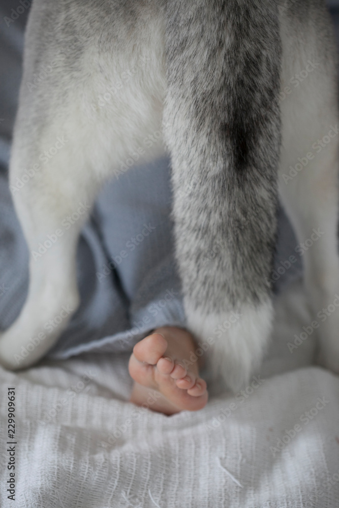 patas de perro entre pierna de dueño patas de perro entre pierna de dueño