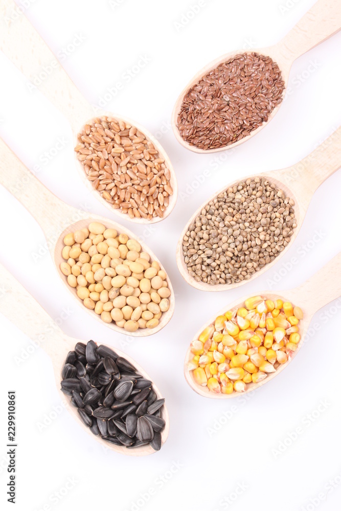 seed seed